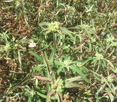 Euphorbia dentata, photograph (c) Linda Jo Conn, some rights reserved (CC BY)