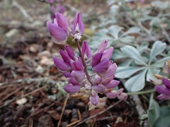 Lupinus sericatus