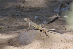 Callisaurus draconoides ventralis