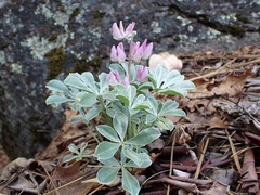 Lupinus sericatus