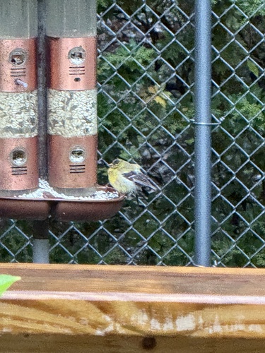 American Goldfinch