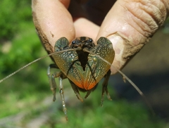 Lacunicambarus thomai