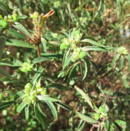 Euphorbia dentata, photograph 3