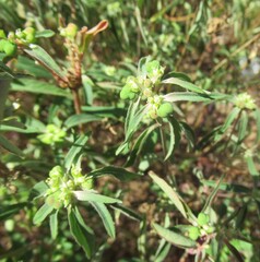 Euphorbia dentata, photograph (c) Linda Jo Conn, some rights reserved (CC BY)