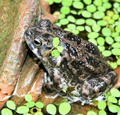 Sclerophrys pusilla