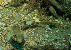 Synchiropus calauropomus