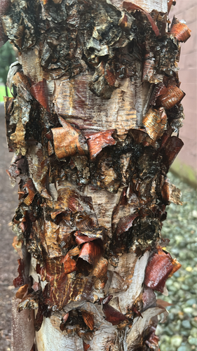river birch