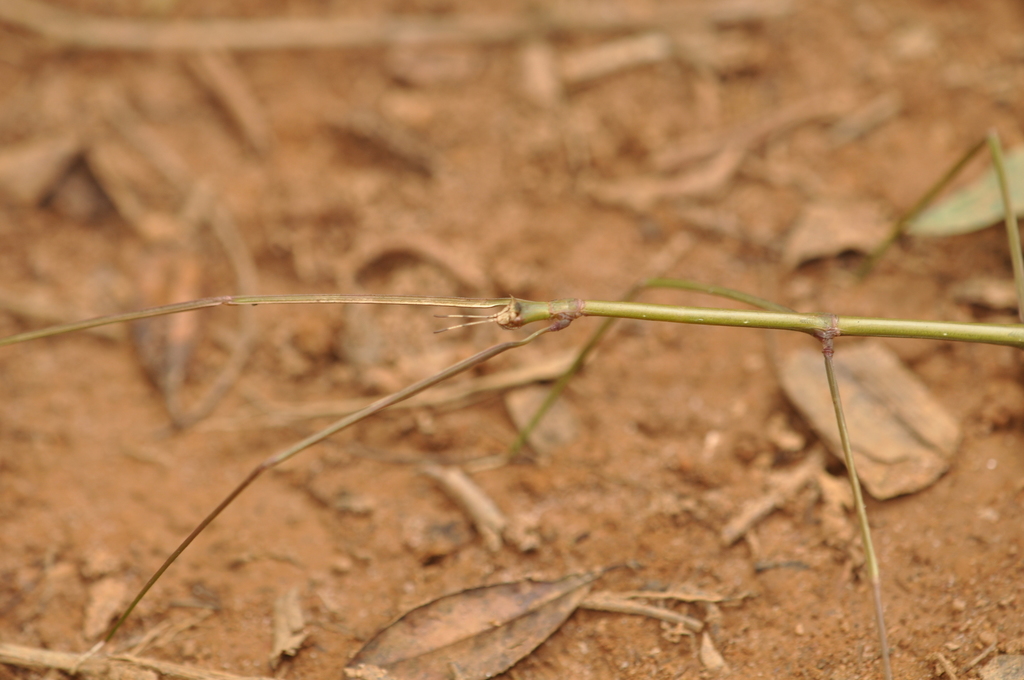 Spathomorpha adefa
