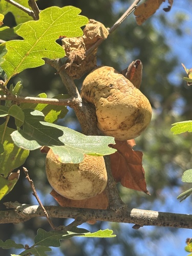 California Gall Wasp