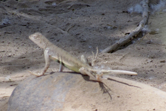 Callisaurus draconoides ventralis