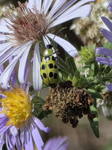 Spotted Cucumber Beetle
