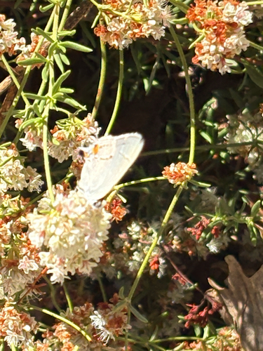 Gray Hairstreak