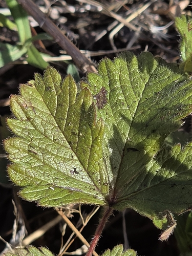 sticky cinquefoil