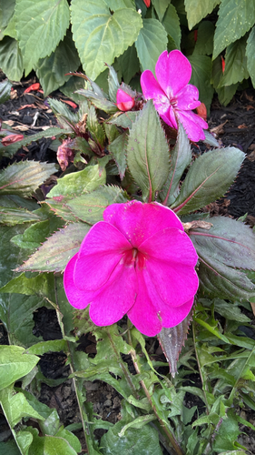 New Guinea Impatiens