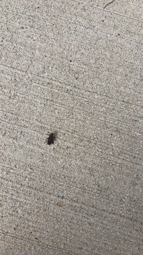 Eastern Boxelder Bug