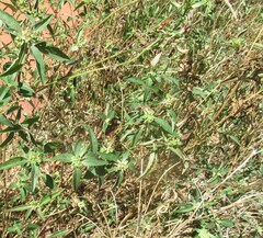 Euphorbia dentata, photograph (c) Linda Jo Conn, some rights reserved (CC BY)
