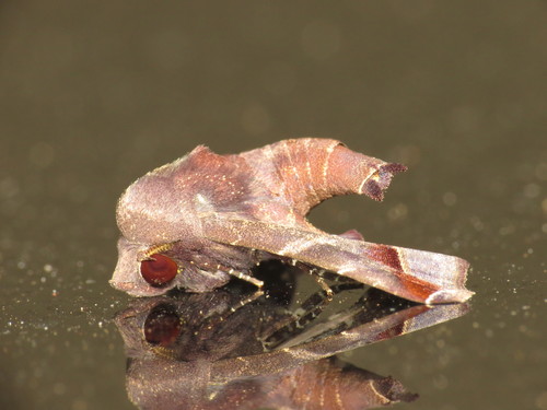 mango shoot borer