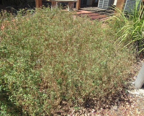 Euphorbia dentata, photograph 5