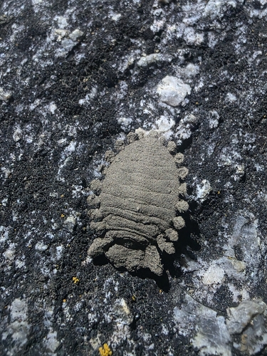 Albardia furcata photo 2