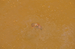 Procambarus virginalis