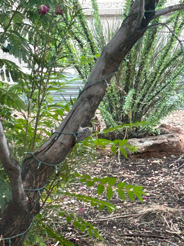Ladder-backed Woodpecker
