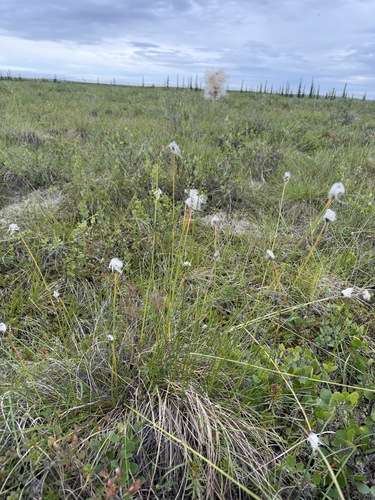 Eriophorum vaginatum, photograph 2