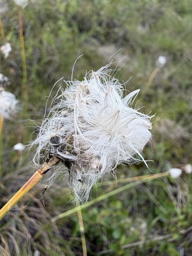 Eriophorum vaginatum, photograph 3