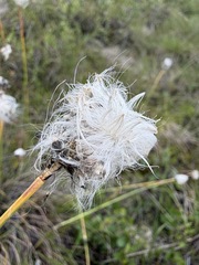 Eriophorum vaginatum, photograph (c) Matt Berger, some rights reserved (CC BY)