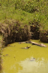 Procambarus virginalis