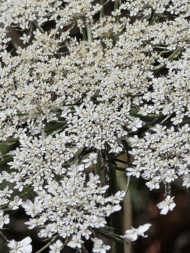 wild carrot