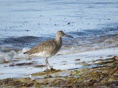 Tringa semipalmata semipalmata
