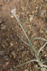 Helichrysum natalitium