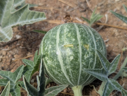 coyote melon
