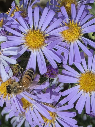 Western Honey Bee