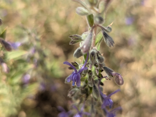 Vinegar Weed