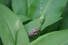 Melolontha melolontha