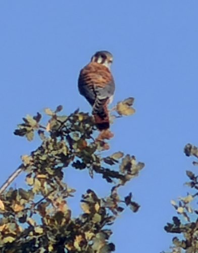 American Kestrel