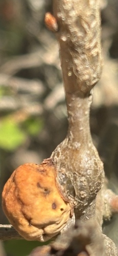 Honeydew Gall Wasp