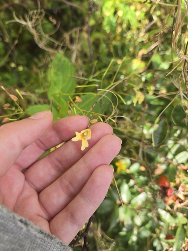 small balsam