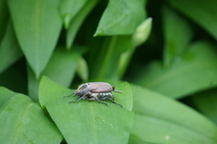 Melolontha melolontha