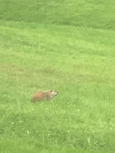 Groundhog