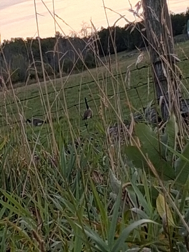 Canada Goose