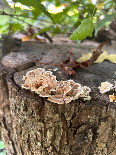 turkey-tail