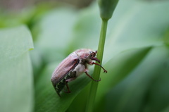 Melolontha melolontha