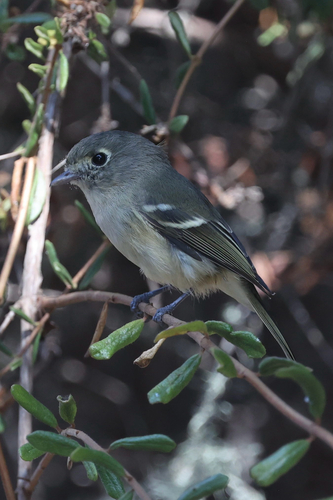 iNaturalist observation photo of Hutton's Vireo