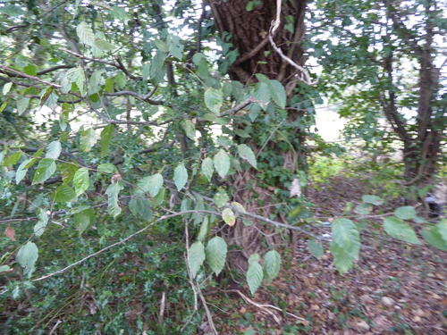 Carpinus betulus, photograph 5
