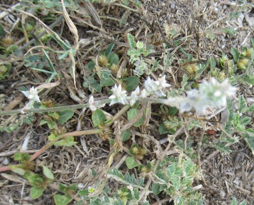 Froelichia gracilis, photograph 4