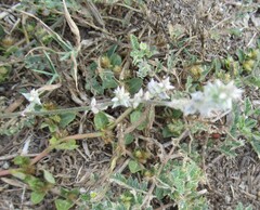 Froelichia gracilis, photograph (c) Linda Jo Conn, some rights reserved (CC BY)