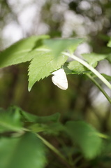 Lomographa bimaculata