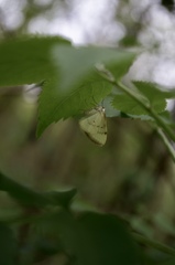 Lomographa bimaculata